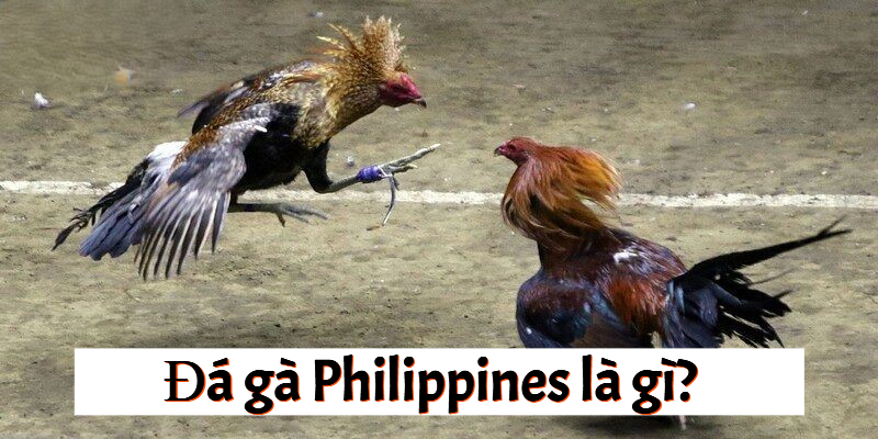 Đá gà Philippines là môn thể thao truyền thống lâu đời